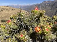 Kaktus im Colca Tal