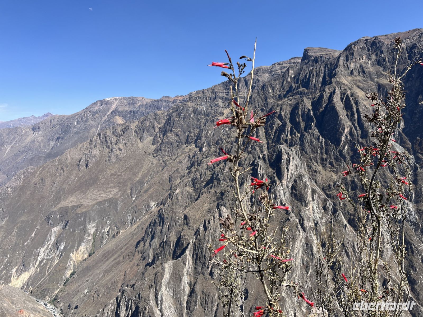 Kantu, die Nationalblume Perus