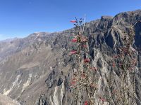 Kantu, die Nationalblume Perus