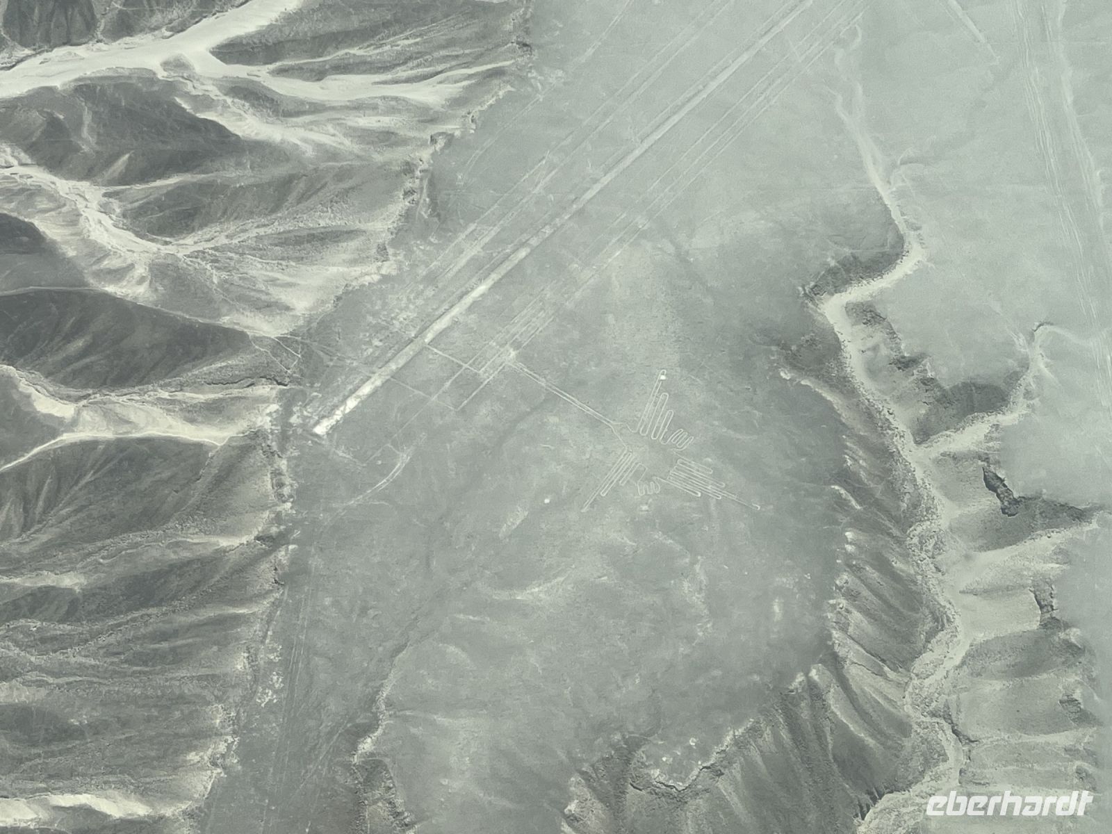 der Kolibri (colibrí)