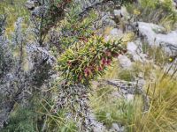 Blühender Chujo in Luquina Chico (aus dieser Pflanze stellen die Einheimischen Waschmittel her) &ndash; &copy; Andreas Böcker (Eberhardt TRAVEL)