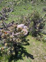 Suchbild mit Eidechse (Mirador de Tapay) &ndash; &copy; Andreas Böcker (Eberhardt TRAVEL)