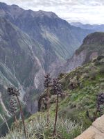 Colca Canyon. Wenn man mit scharfem Blick in den Canyon schaut, sieht man auch einen Wasserfall, dessen Wasser vom Wind zerstäubt wird &ndash; &copy; Andreas Böcker (Eberhardt TRAVEL)