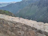 Condor? Fink!  &ndash; &copy; Andreas Böcker (Eberhardt TRAVEL)