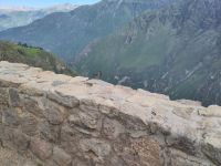 Condor? Fink!  &ndash; &copy; Andreas Böcker (Eberhardt TRAVEL)