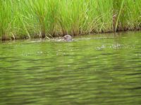 Riesenotter im Lago Sandoval &ndash; &copy; Andreas Böcker (Eberhardt TRAVEL)