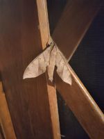 Blatt? Nachtfalter! &ndash; &copy; Andreas Böcker (Eberhardt TRAVEL)