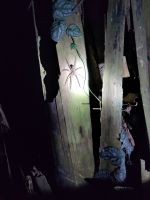 Wanderspinne - im Gegensatz zur ähnlichen, boulevardsüchtigen Bananenspinne harmlos &ndash; &copy; Andreas Böcker (Eberhardt TRAVEL)