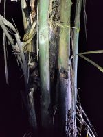 Wanderspinne - im Gegensatz zur ähnlichen, boulevardsüchtigen Bananenspinne harmlos &ndash; &copy; Andreas Böcker (Eberhardt TRAVEL)