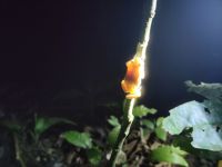 Frosch im Schein mehrerer Lampen &ndash; &copy; Andreas Böcker (Eberhardt TRAVEL)
