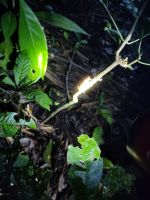 erleuchteter Frosch &ndash; &copy; Andreas Böcker (Eberhardt TRAVEL)