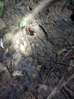 Frosch &ndash; &copy; Andreas Böcker (Eberhardt TRAVEL)
