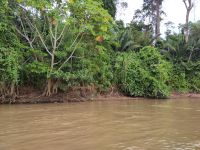 Ufererosion am Madre de Dios &ndash; &copy; Andreas Böcker (Eberhardt TRAVEL)