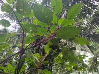 Urera baccifera - eine Nesselart, die auch 