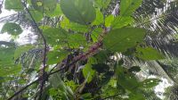 Urera baccifera - eine Nesselart, die auch 