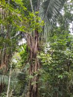 Wer schaut aus der Palme heraus?  &ndash; &copy; Andreas Böcker (Eberhardt TRAVEL)