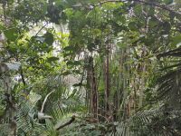 das undurchdringliche Grün des peruanischen Regenwalds &ndash; &copy; Andreas Böcker (Eberhardt TRAVEL)