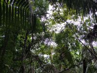 Im Regenwald: Blick nach oben &ndash; &copy; Andreas Böcker (Eberhardt TRAVEL)