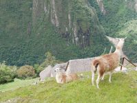Die Lamas sind hier die Rasenmäher &ndash; &copy; Andreas Böcker (Eberhardt TRAVEL)