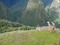 Lamas, Machu Picchu &ndash; &copy; Andreas Böcker (Eberhardt TRAVEL)