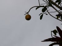 Goldener Apfel? &ndash; &copy; Andreas Böcker (Eberhardt TRAVEL)