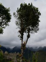 Bromelie im Baum &ndash; &copy; Andreas Böcker (Eberhardt TRAVEL)