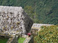 Bromelie in Machu Picchu &ndash; &copy; Andreas Böcker (Eberhardt TRAVEL)