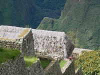 Bromelie auf den Terrassen von Machu Picchu &ndash; &copy; Andreas Böcker (Eberhardt TRAVEL)