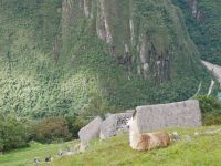 entspannt betrachtet das Lama die Kulisse &ndash; &copy; Andreas Böcker (Eberhardt TRAVEL)