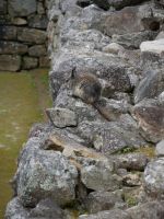 Viscacha (