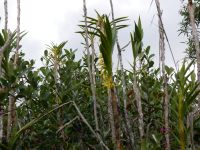 Eine mit Bananen und Strelitzien verwandte Pflanze &ndash; &copy; Andreas Böcker (Eberhardt TRAVEL)