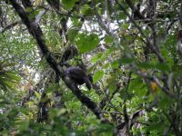 Vogel im Nebelwald bei Machu Picchu &ndash; &copy; Andreas Böcker (Eberhardt TRAVEL)