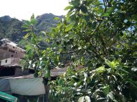 Avocadobaum in Aguas Calientes (Machu Picchu Pueblo) &ndash; &copy; Andreas Böcker (Eberhardt TRAVEL)