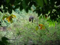 Hoatzin - der Stinkvogel hat keine Fressfeinde &ndash; &copy; Andreas Böcker (Eberhardt TRAVEL)