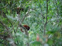 Hat da jemand sein Stofftier im Regenwald vergessen? Rote Brüllaffen &ndash; &copy; Andreas Böcker (Eberhardt TRAVEL)