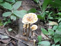 guttierender Pilz (die bernsteinfarbenden Tropfen dienen nicht etwa dazu, Fliegen festzukleben, sondern sind überschüssige Flüssigkeit &ndash; &copy; Andreas Böcker (Eberhardt TRAVEL)