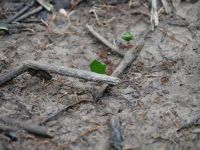 Blattschneideameisen &ndash; &copy; Andreas Böcker (Eberhardt TRAVEL)