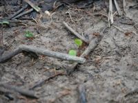 Blattschneideameisen &ndash; &copy; Andreas Böcker (Eberhardt TRAVEL)