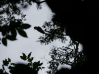Ara &ndash; &copy; Andreas Böcker (Eberhardt TRAVEL)