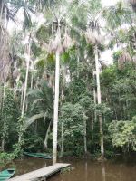 Die Aguaje-Palme besiedelt sumpfige Gebiete. Ihre Früchte können gegessen oder zu Alkohol vergoren werden &ndash; &copy; Andreas Böcker (Eberhardt TRAVEL)