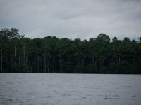 Der Ufersaum des Sandoval-Sees wird hauptsächlich von Aguaje-Palmen gesäumt, die mögen es sumpfig &ndash; &copy; Andreas Böcker (Eberhardt TRAVEL)