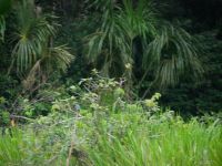 Suchbild mit drei Vögeln, zwei bei der Paarung &ndash; &copy; Andreas Böcker (Eberhardt TRAVEL)