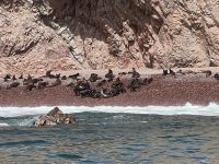 Seelöwen-Schule: unter Baufsichtigung von zwei, drei Kühen robben Seelöwenkälber auf den Wellensaum zu und wieder davon weg &ndash; &copy; Andreas Böcker (Eberhardt TRAVEL)