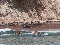 Seelöwenkälber erlernen den Umgang mit dem Wasser - hier gibt es keine Haie, keine Orcas, ein Seelöwenparadies &ndash; &copy; Andreas Böcker (Eberhardt TRAVEL)