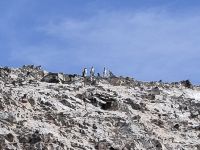 Pinguin-Konferenz (Humboldt-Pinguine) &ndash; &copy; Andreas Böcker (Eberhardt TRAVEL)