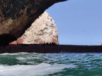 Seelöwen &ndash; &copy; Andreas Böcker (Eberhardt TRAVEL)