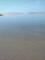 Pazifische Feuerqualle in der Bahía de Paracas  &ndash; &copy; Andreas Böcker (Eberhardt TRAVEL)