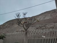Huaca Pucllana (