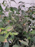 Mäusezorn (Ruscus) im Monasterio de Santa Catalina de Siena &ndash; &copy; Andreas Böcker (Eberhardt TRAVEL)