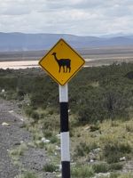 Vicuñas könnten kreuzen &ndash; &copy; Andreas Böcker (Eberhardt TRAVEL)